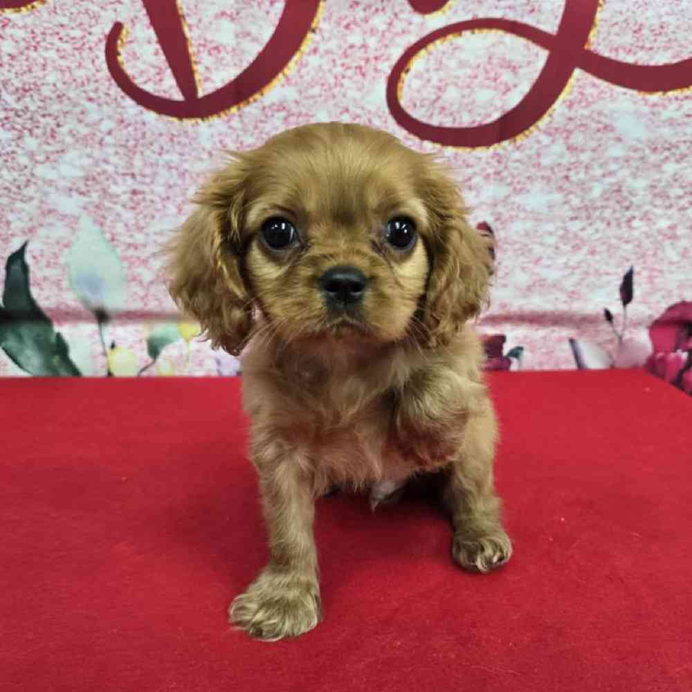 Male Cavalier King Charles Spaniel Puppy for Sale in Virginia Beach, VA