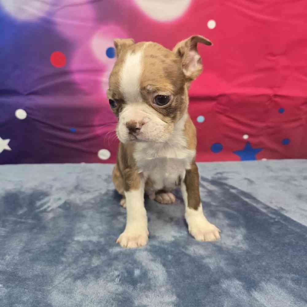 Male Boston Terrier Puppy for Sale in Virginia Beach, VA