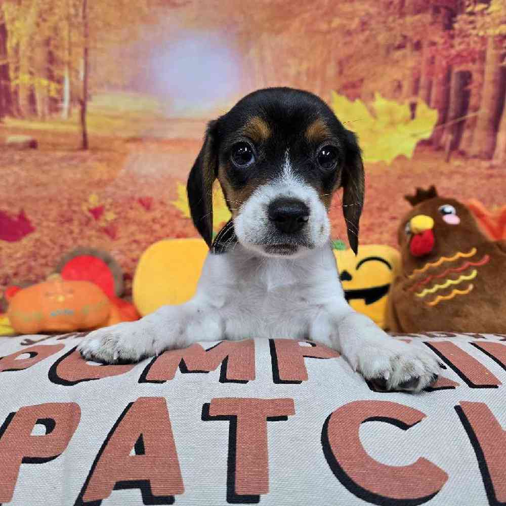 Male Beagle Puppy for Sale in Virginia Beach, VA