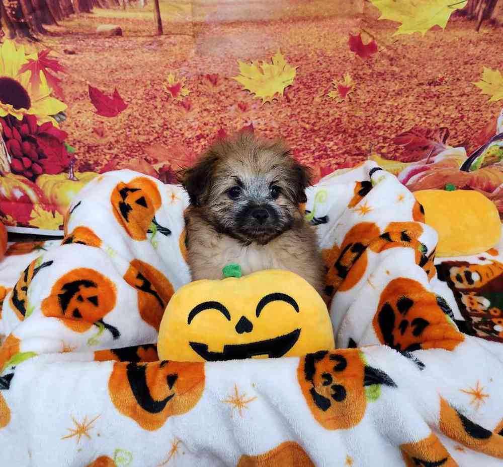 Female Pom-A-Poo Puppy for Sale in Virginia Beach, VA
