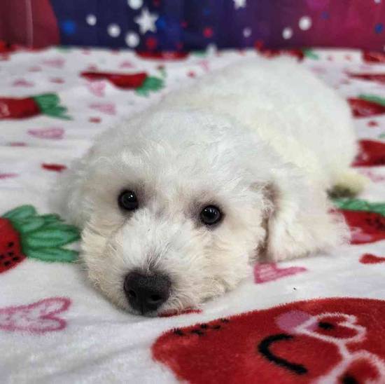 Bichon
