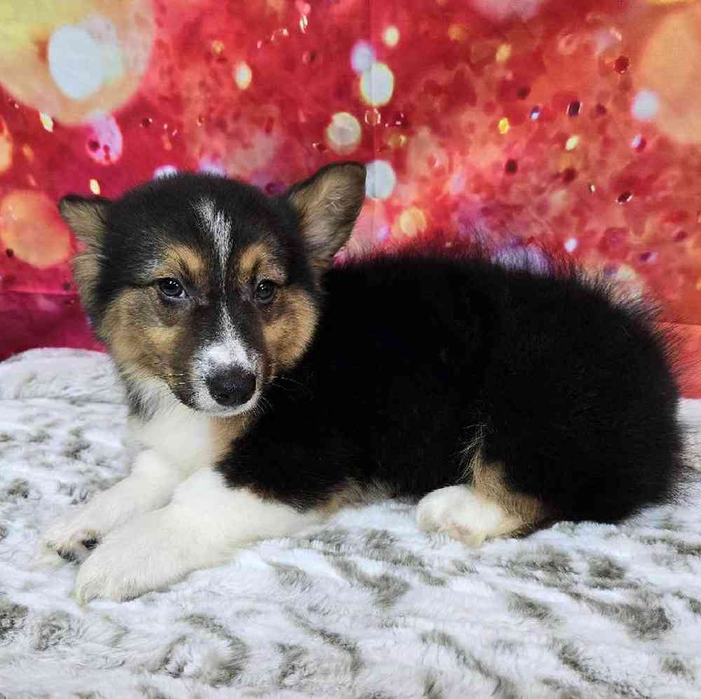 Male Pembroke Welsh Corgi Puppy for Sale in Virginia Beach, VA