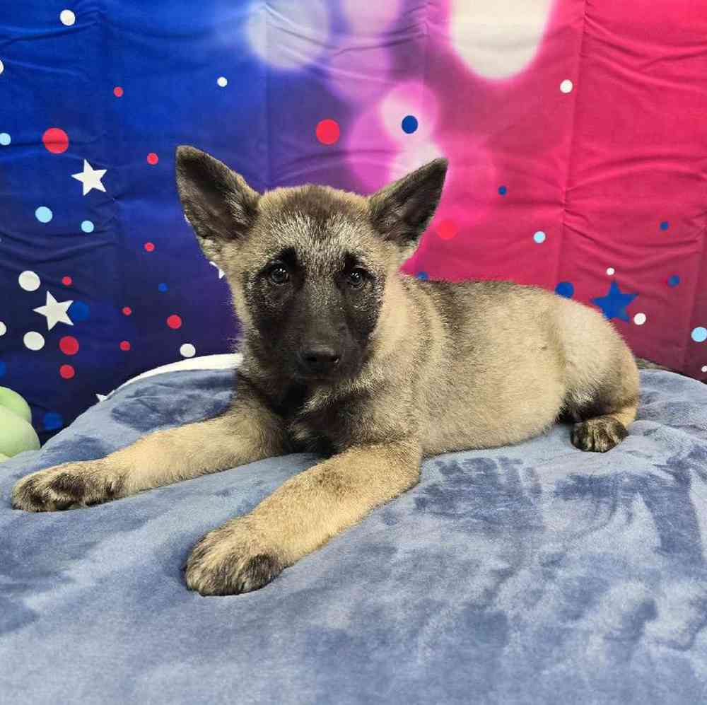 Male Norwegian Elkhound Puppy for Sale in Virginia Beach, VA