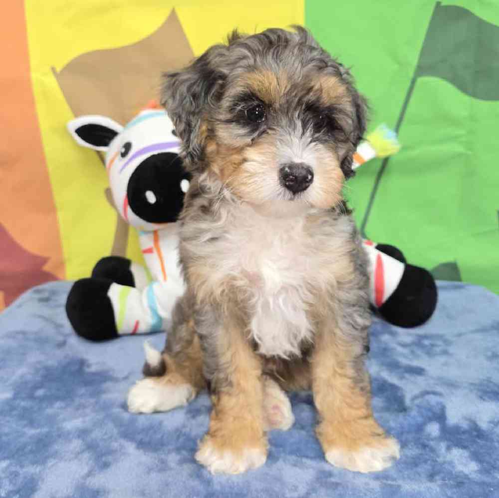 Male Mini Bernadoodle Puppy for Sale in Virginia Beach, VA
