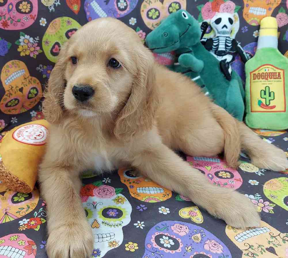 Female Comfort Retriever Puppy for sale