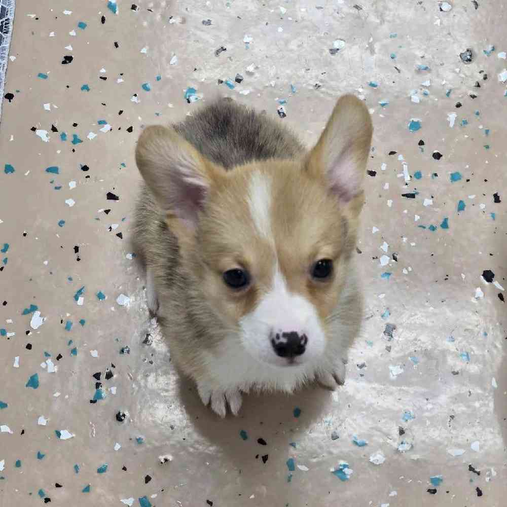 Male Pembroke Welsh Corgi Puppy for Sale in Virginia Beach, VA