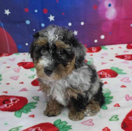 Mini Bernadoodle