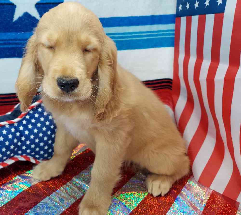 Female Comfort Retriever Puppy for sale