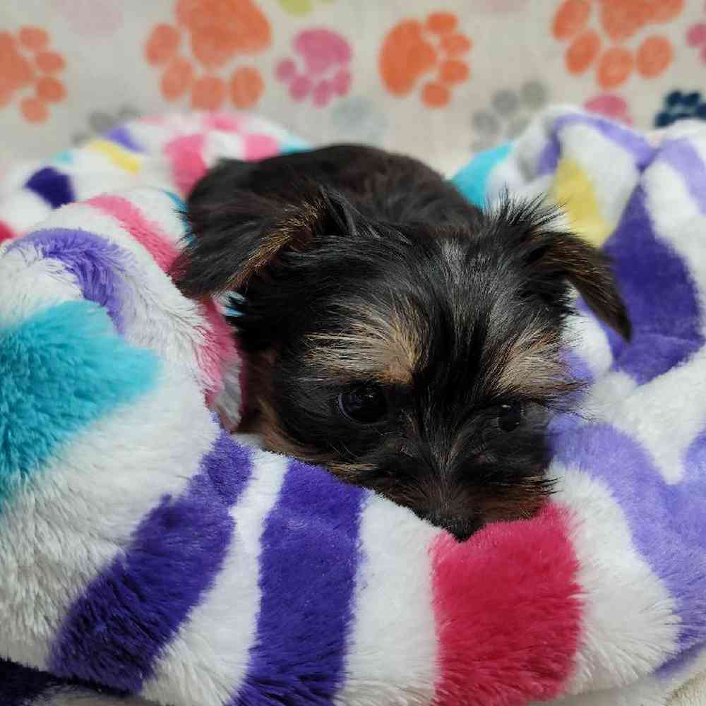 Male Morkie Puppy for Sale in Virginia Beach, VA