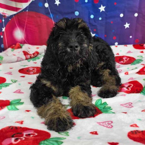 Goldendoodle