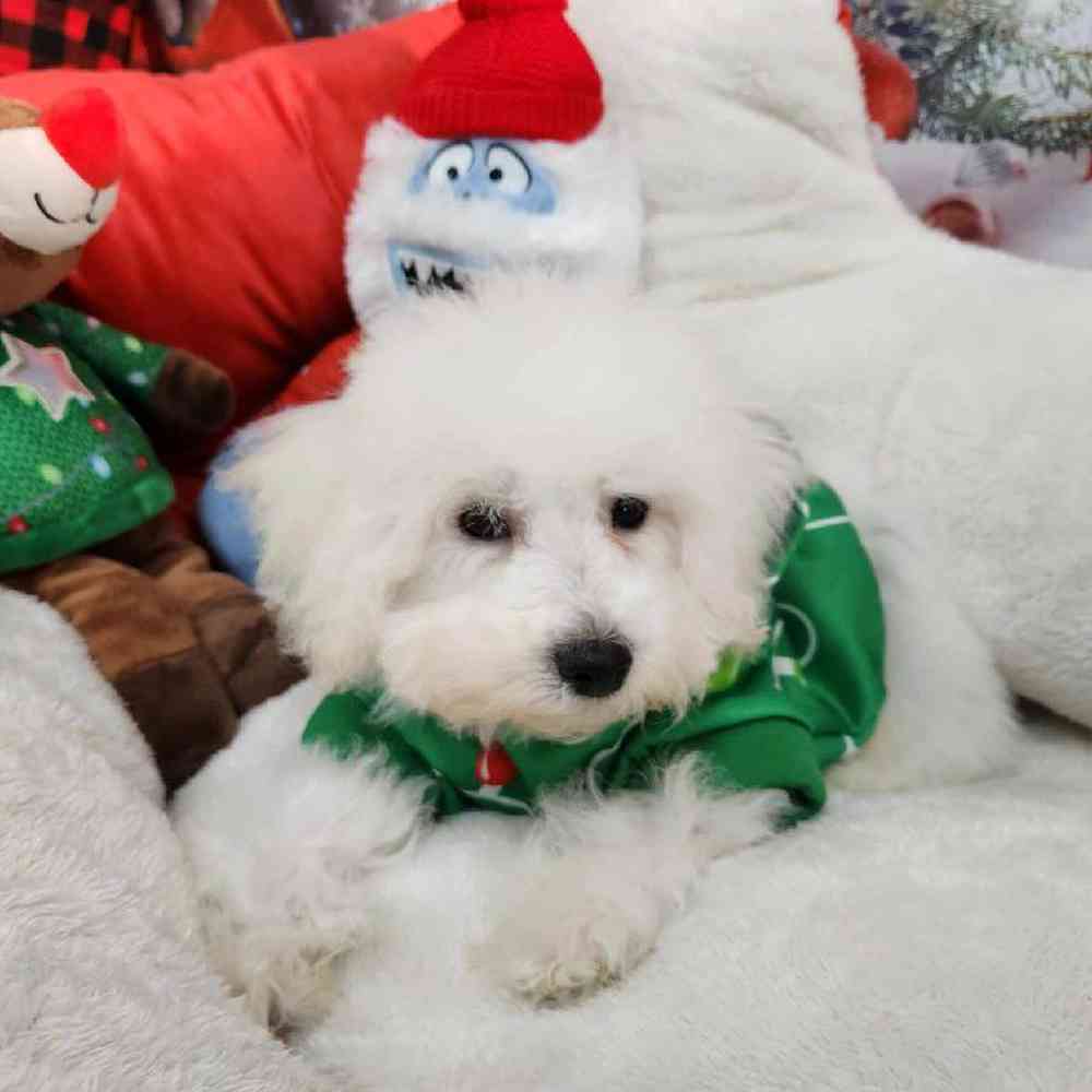 Male Bichon Puppy for Sale in Virginia Beach, VA