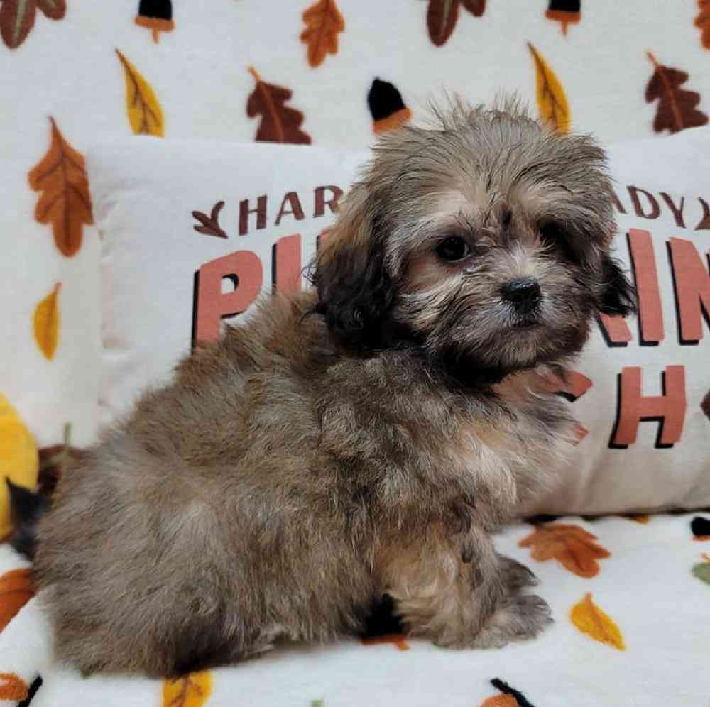 Female Peke-a-poo Puppy for sale