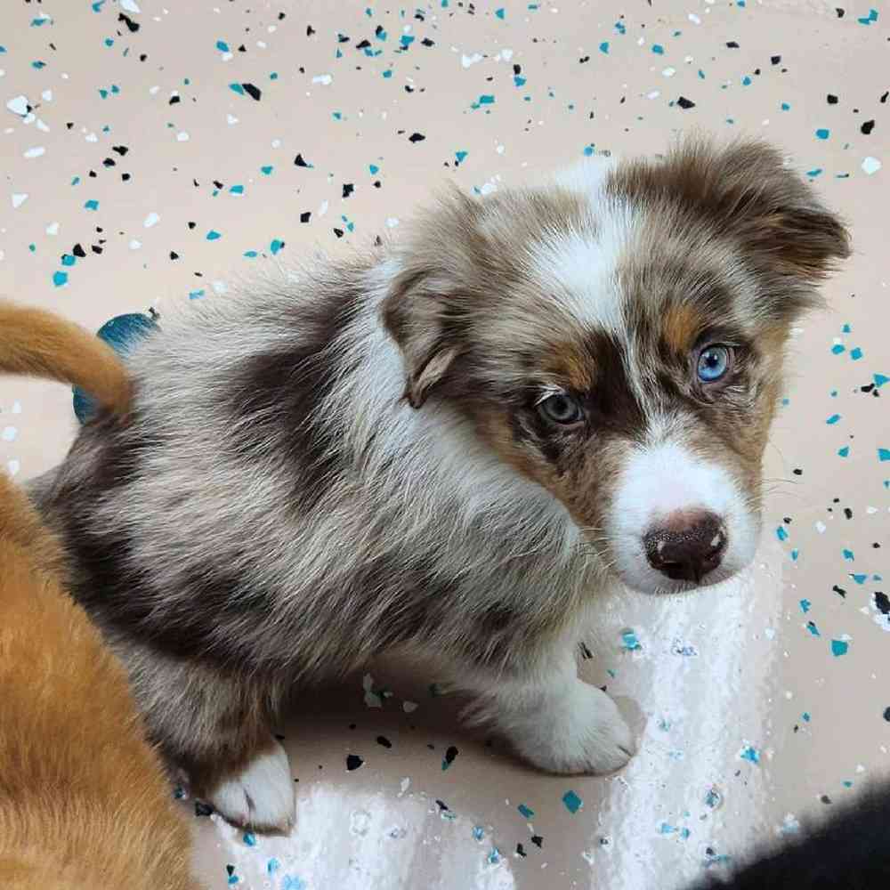 Male Australian Shepherd Puppy for Sale in Virginia Beach, VA