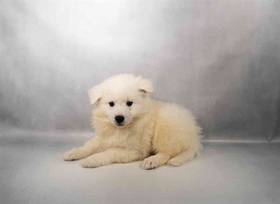 American Eskimo