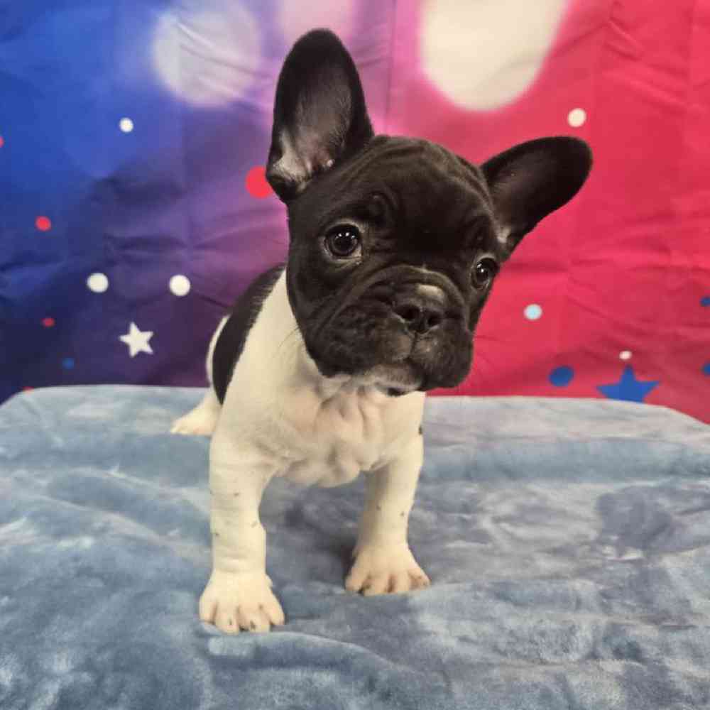 Male French Bulldog Puppy for Sale in Virginia Beach, VA