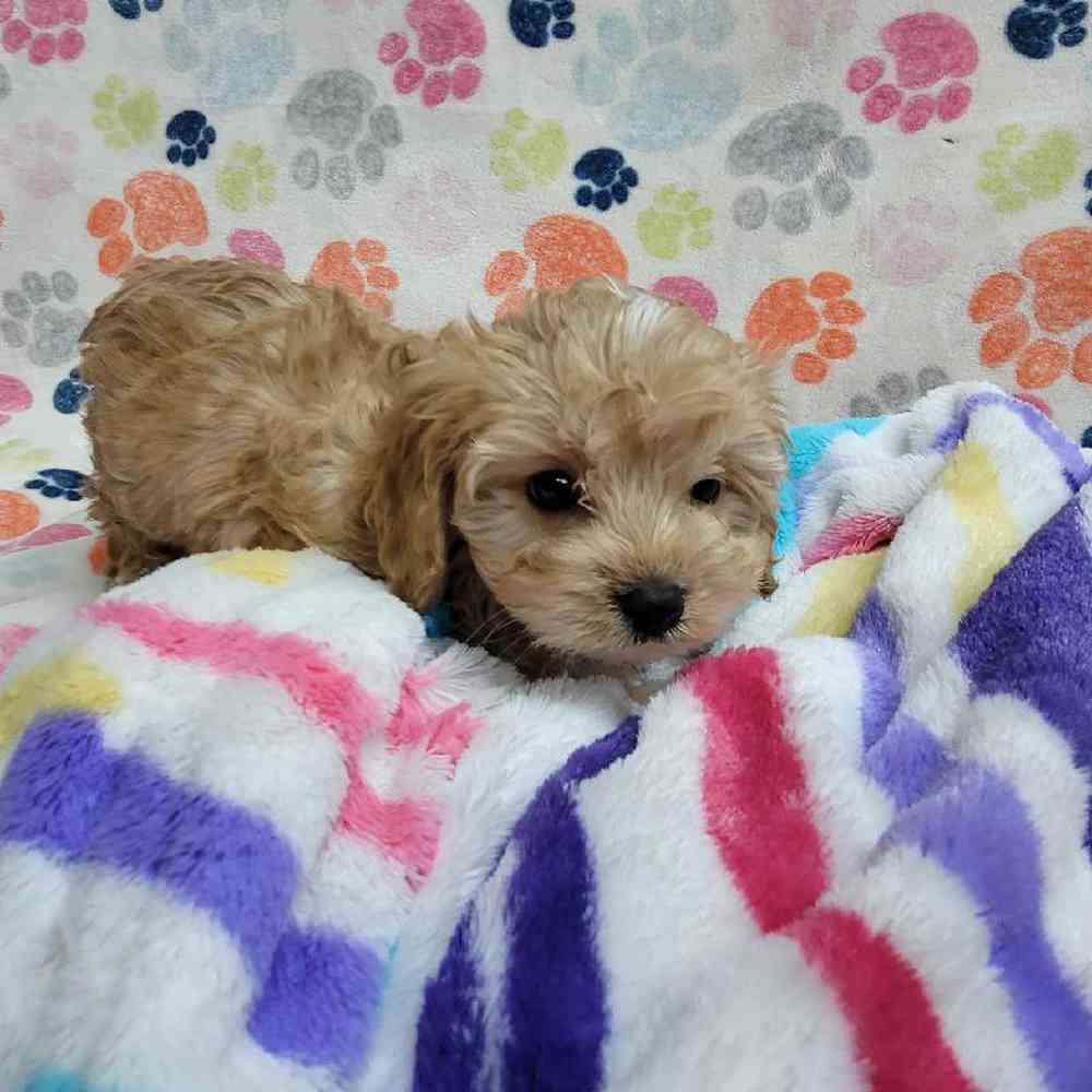 Male Cavapoo Puppy for Sale in Virginia Beach, VA