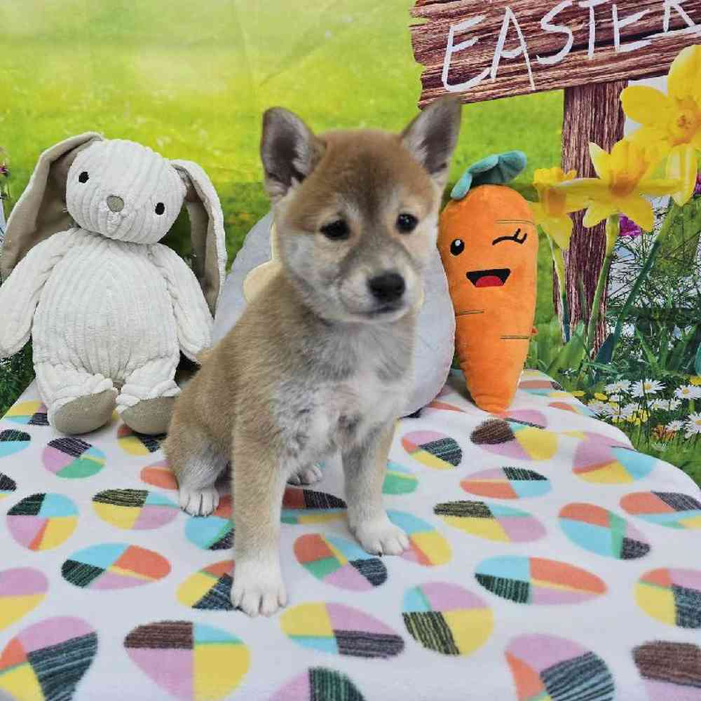 Female Shiba Inu Puppy for Sale in Virginia Beach, VA