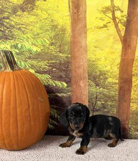 Dachshund