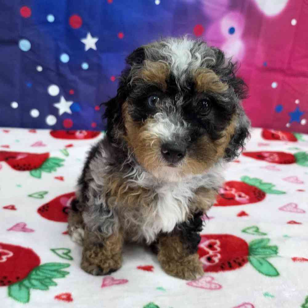 Female Mini Bernadoodle Puppy for Sale in Virginia Beach, VA