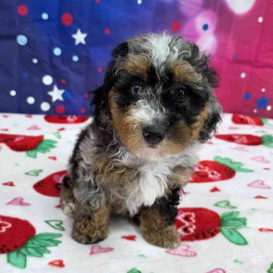 Mini Bernadoodle