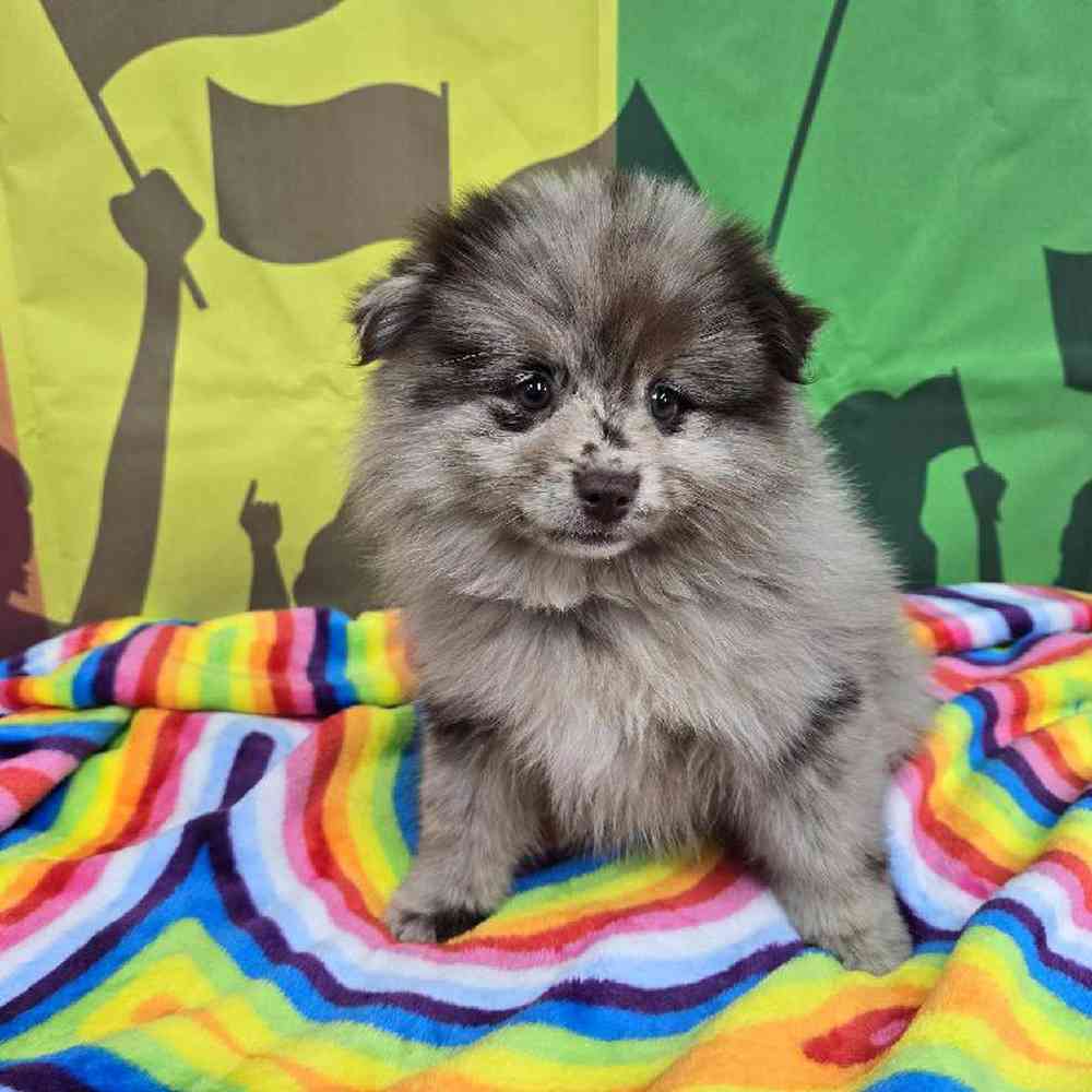 Female Pomsky Puppy for Sale in Virginia Beach, VA