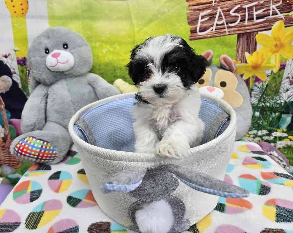 Female Coton De Tulear Puppy for Sale in Virginia Beach, VA