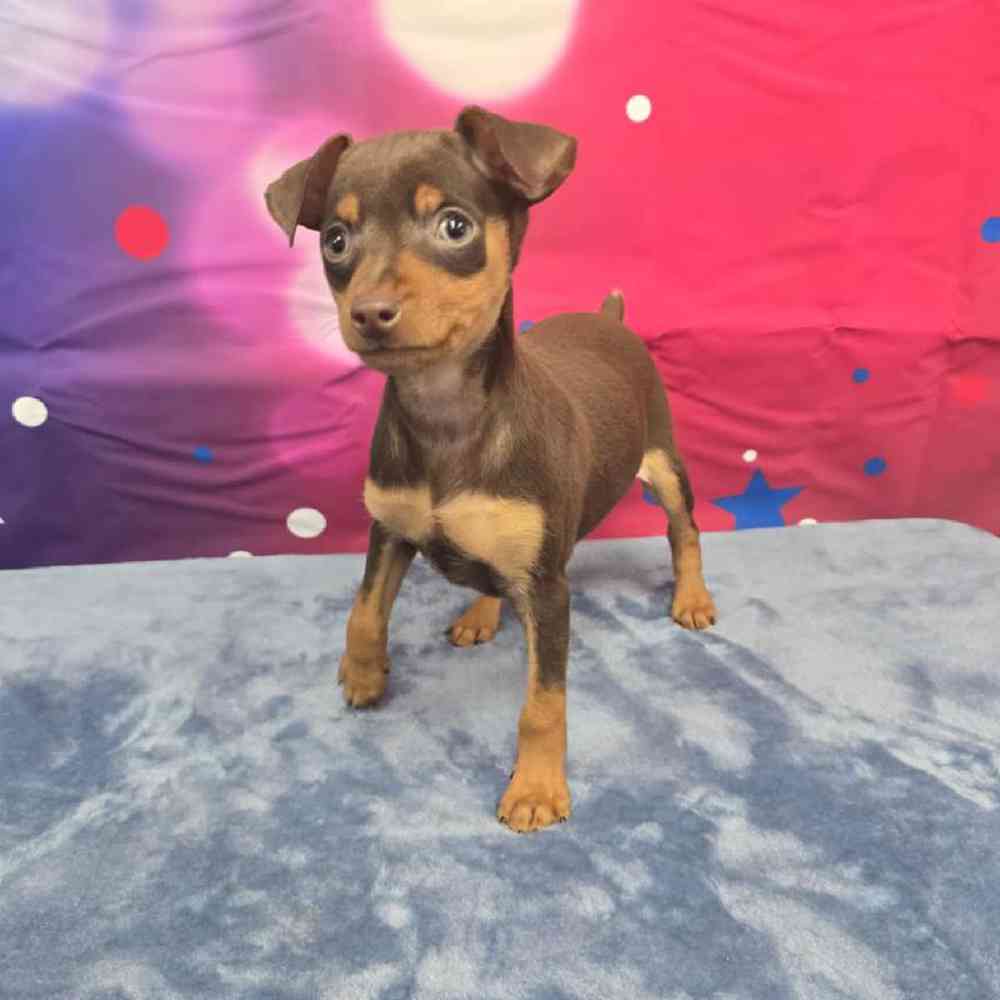 Male Min Pin Puppy for Sale in Virginia Beach, VA