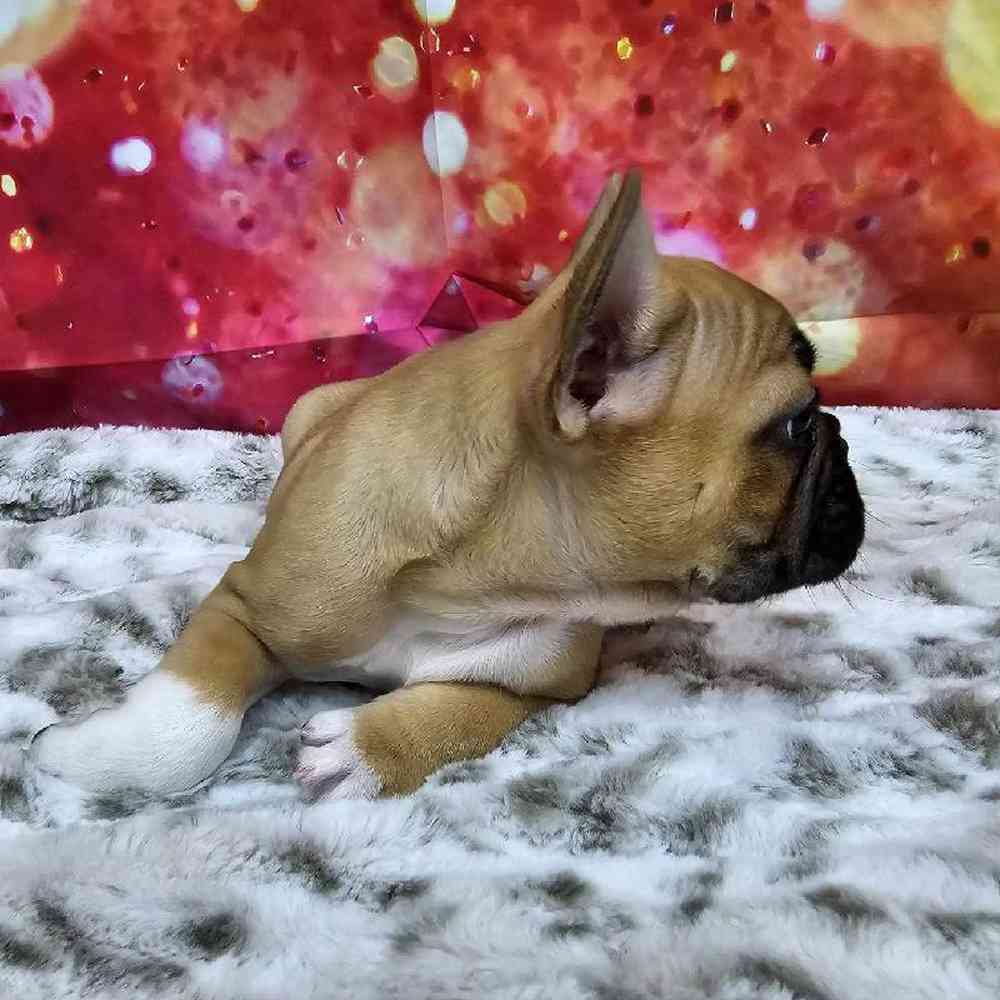 Male French Bulldog Puppy for Sale in Virginia Beach, VA