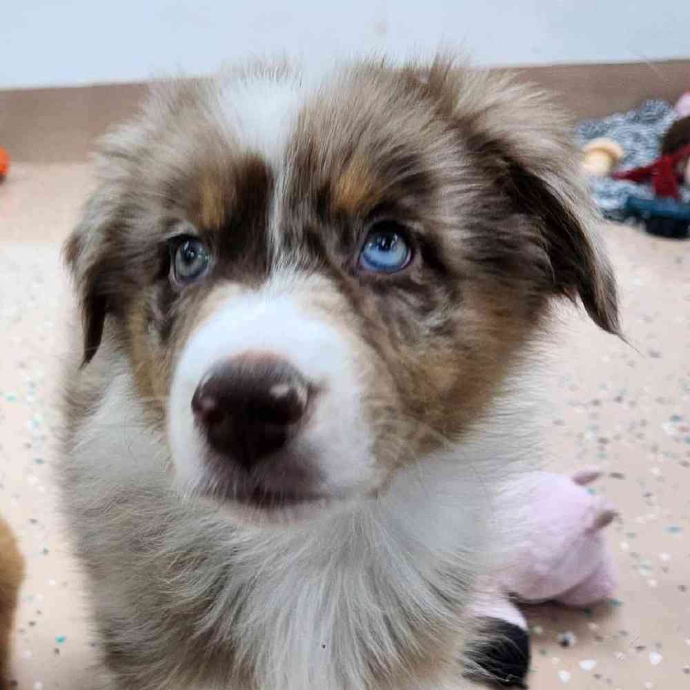 Male Australian Shepherd Puppy for Sale in Virginia Beach, VA