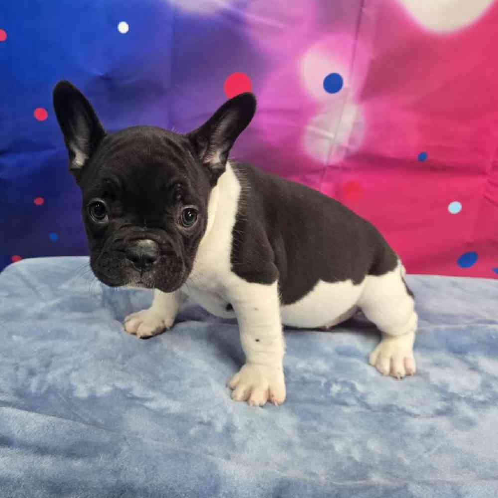 Male French Bulldog Puppy for Sale in Virginia Beach, VA