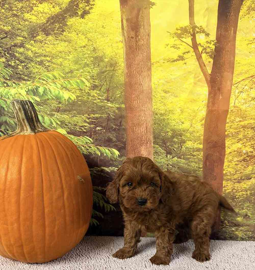 Image of a pet breed in the gallery