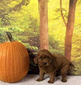 Cavapoo