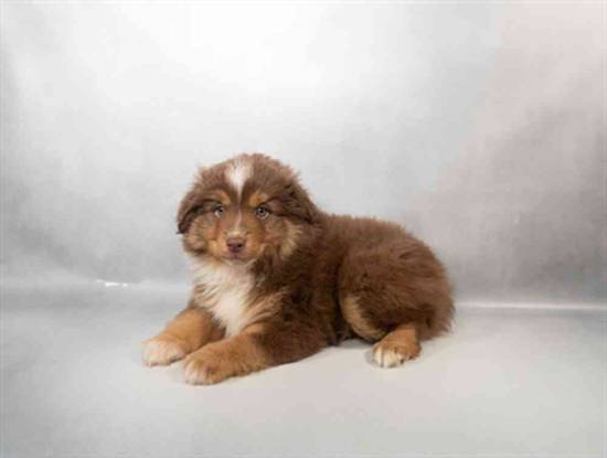 Toy Australian Shepherd 