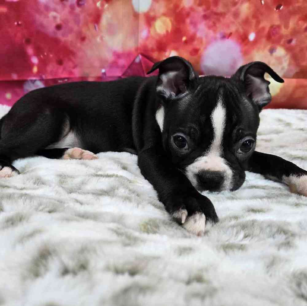 Male Boston Terrier Puppy for Sale in Virginia Beach, VA