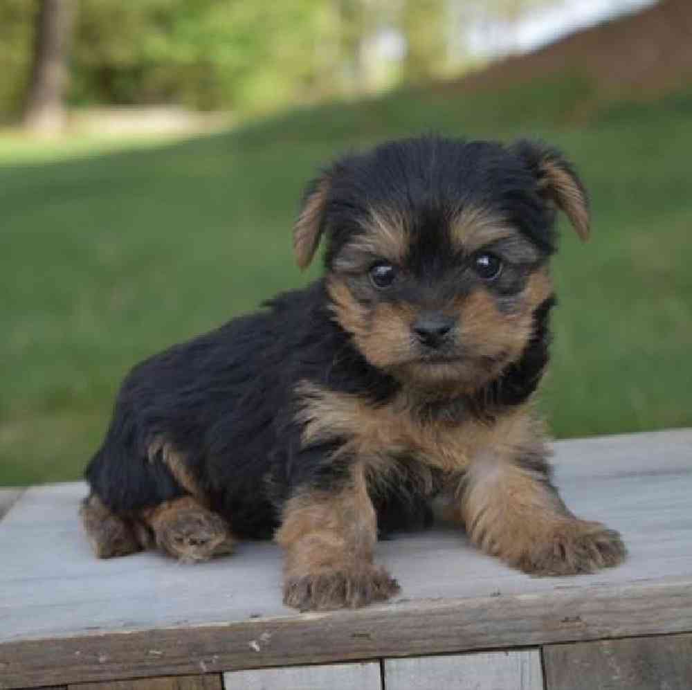 Male Yorkie Puppy for Sale in Virginia Beach, VA