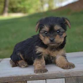 Yorkie