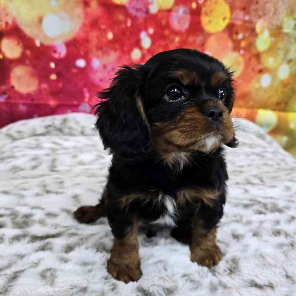 Male Cavalier King Charles Spaniel Puppy for Sale in Virginia Beach, VA