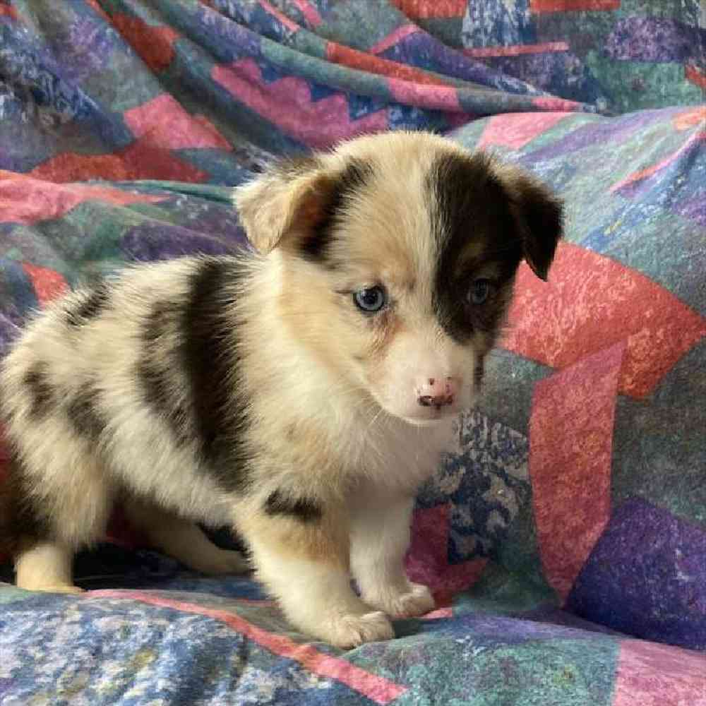 Female Mini Auggie Puppy for sale