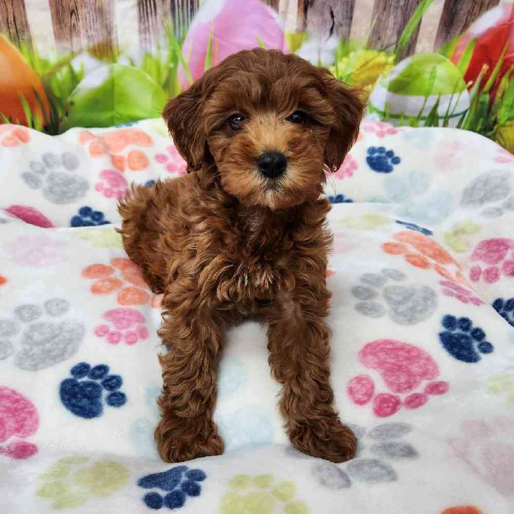 Female Mini Goldendoodle Puppy for Sale in Virginia Beach, VA