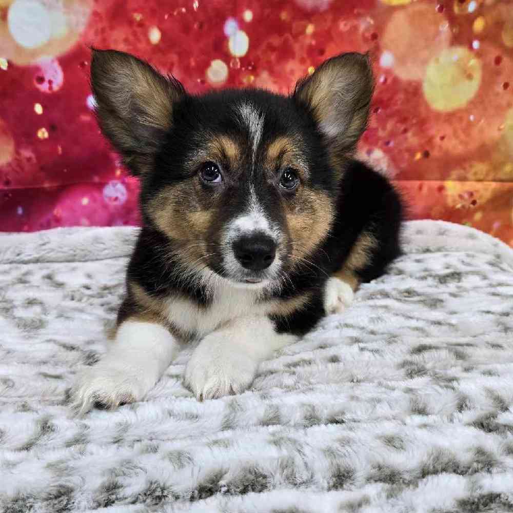 Male Pembroke Welsh Corgi Puppy for Sale in Virginia Beach, VA