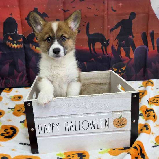 Pembroke Welsh Corgi