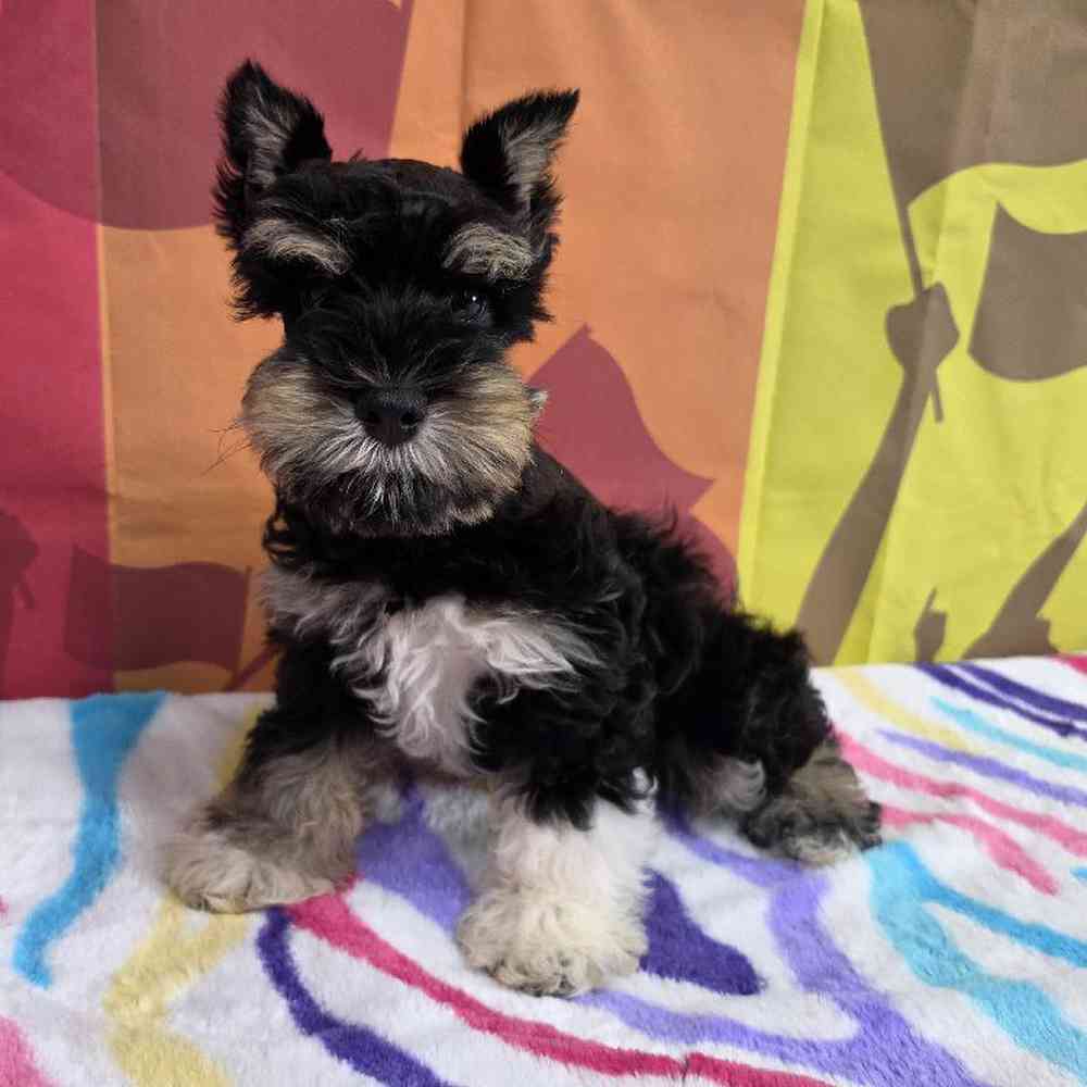 Image of a pet breed in the gallery