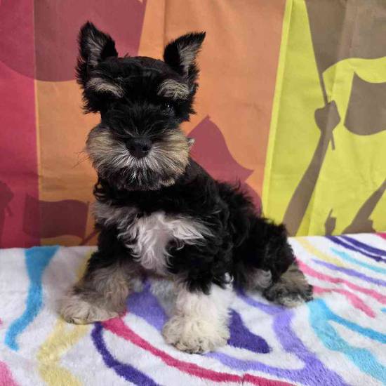 Mini Schnauzer