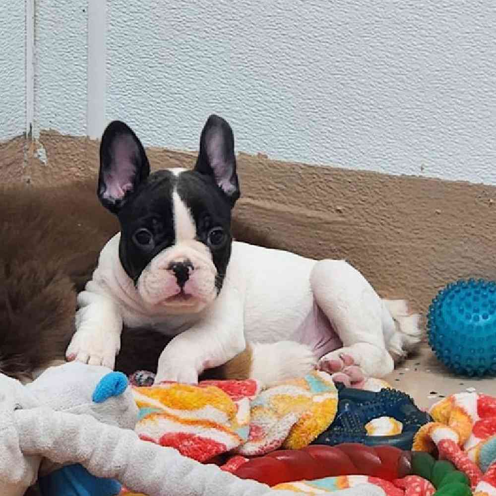 Male French Bulldog Puppy for Sale in Virginia Beach, VA