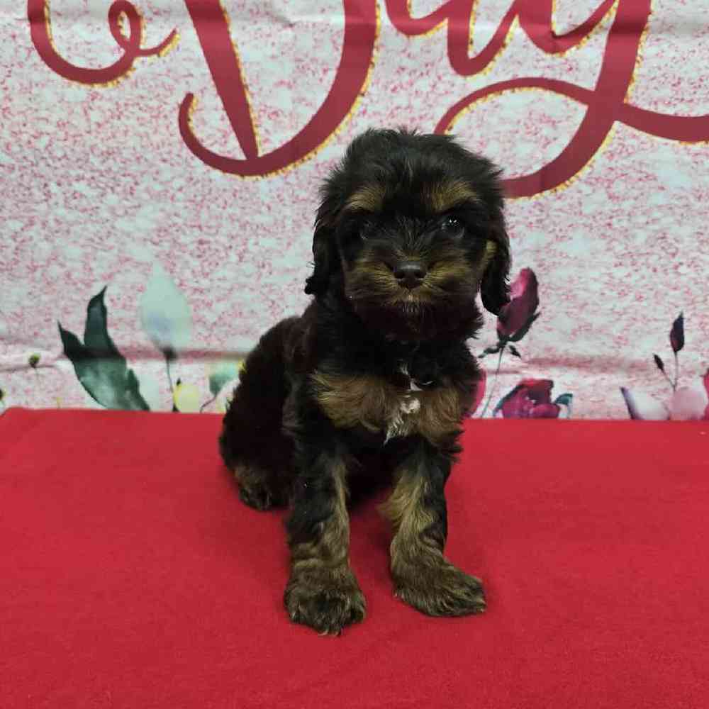 Female Cockapoo Puppy for Sale in Virginia Beach, VA