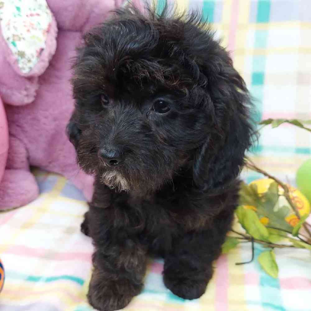 Male Dachshund-Cavalier King Charles Spaniel Puppy for sale