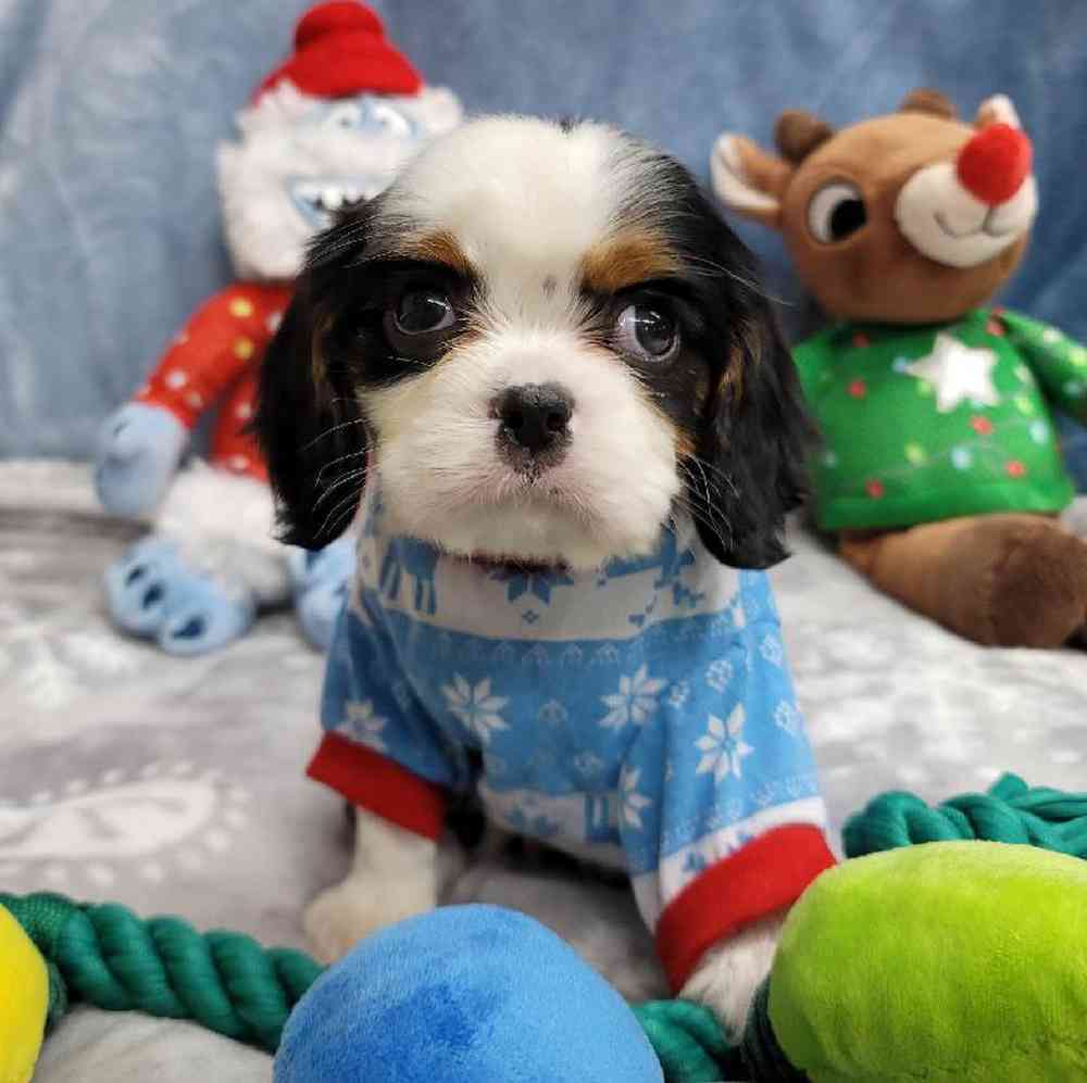 Male Cavalier King Charles Spaniel Puppy for Sale in Virginia Beach, VA