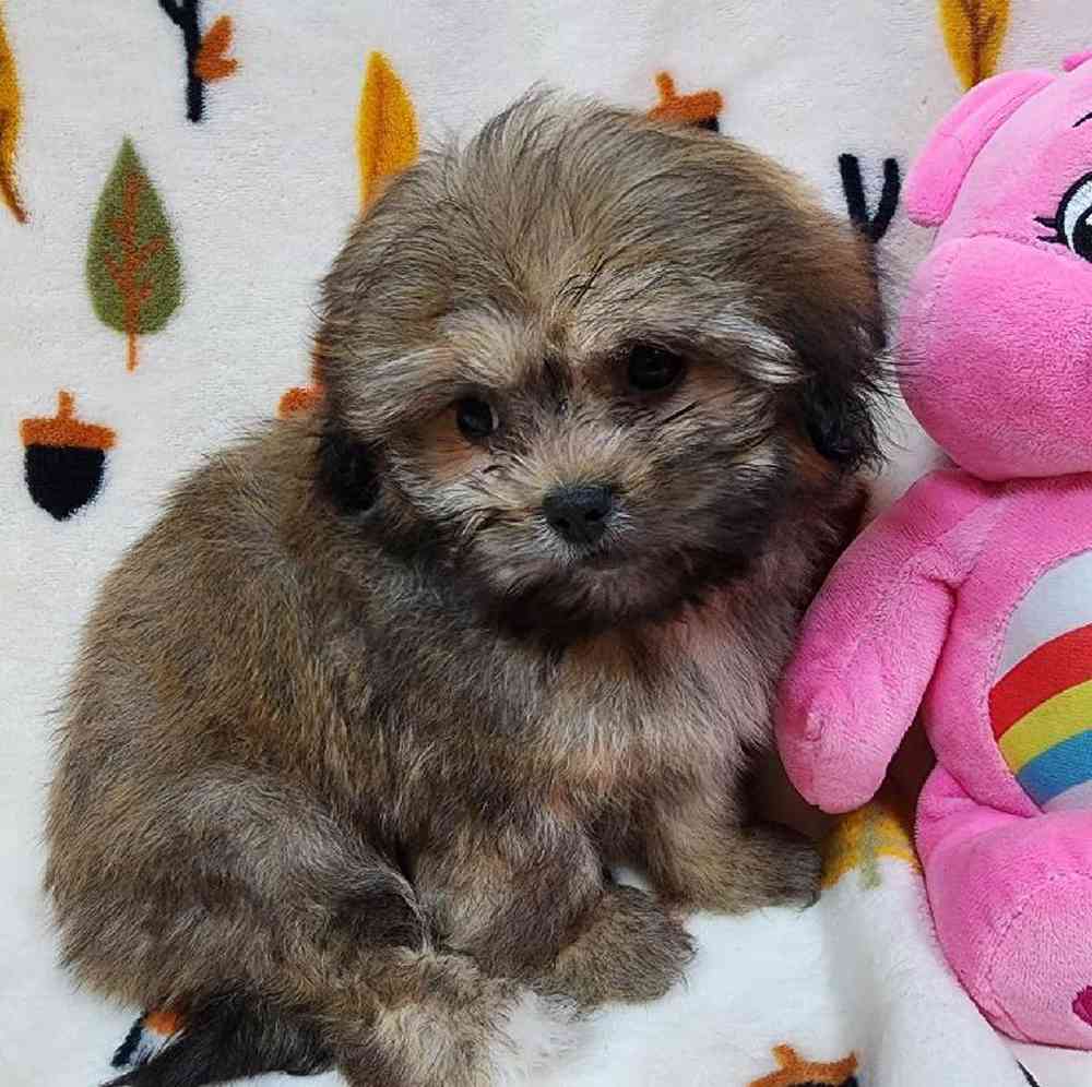 Female Peke-a-poo Puppy for sale