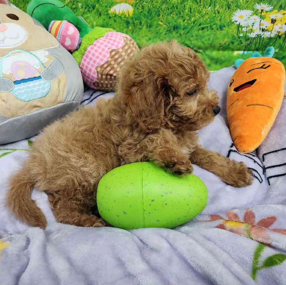 Male Mini Woodle Puppy for Sale in Virginia Beach, VA