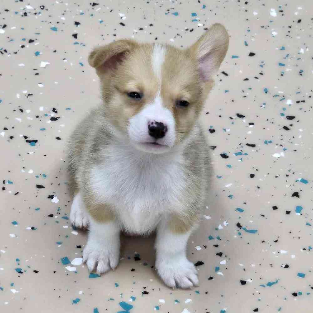 Male Pembroke Welsh Corgi Puppy for Sale in Virginia Beach, VA